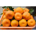 2021 New Crop China Fresh Sweet Juicy Citrus Mandarin Orange
